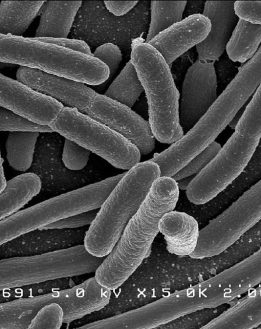 Résistance aux antibiotiques, antibiotiques naturels et aliments antibiotiques