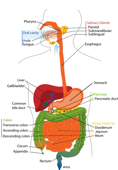 Esquema del sistema digestivo y sus partes