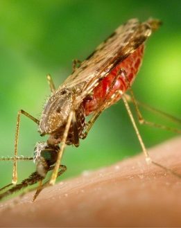 Épidémies, cancer et terreur médiatique. La malchance et les gènes sont-ils responsables des maladies ?