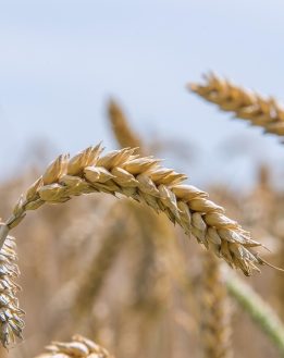 Dix raisons pour éviter le gluten