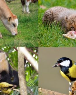 Determination de notre alimentation naturelle