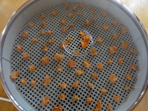 Chips de zanahoria en el deshidratador